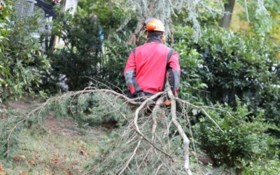 Broyage forestier à Orbey : expertise et valorisation