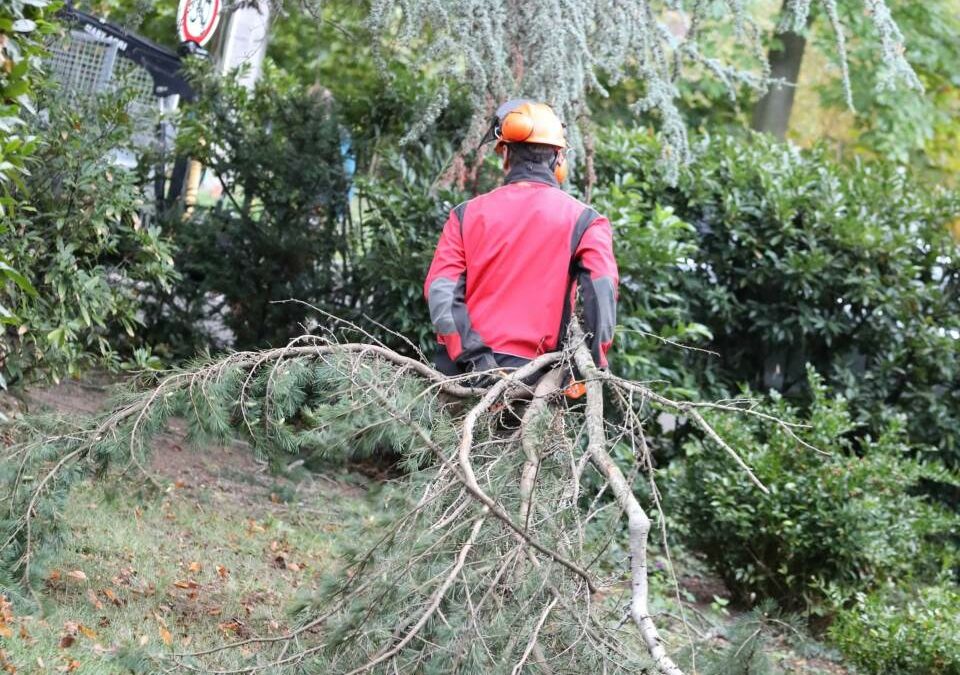 Broyage forestier à Orbey : expertise et valorisation