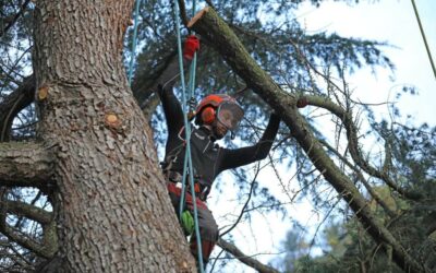 Arboriste à Orbey : une vaste gamme de compétences