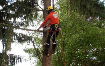 Élagueur dans le Haut-Rhin : un élagage professionnel